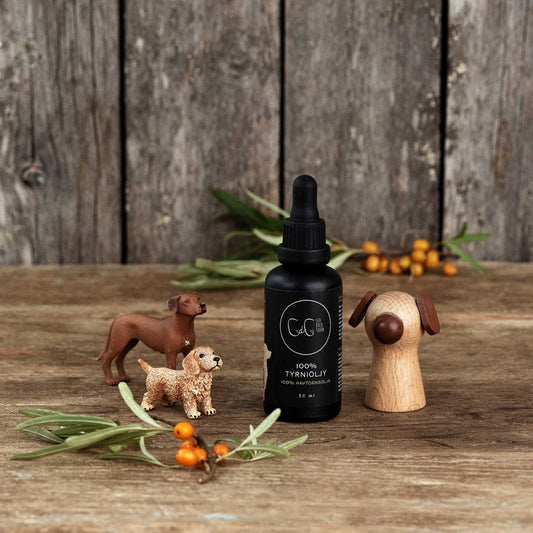 CdG Sea buckthorn – sea buckthorn oil for dogs