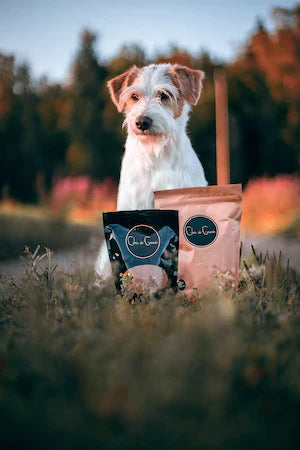 When does a dog need vitamins and supplements?