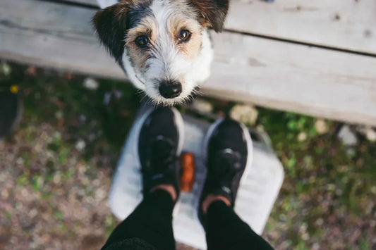 DOGS AND FIBER