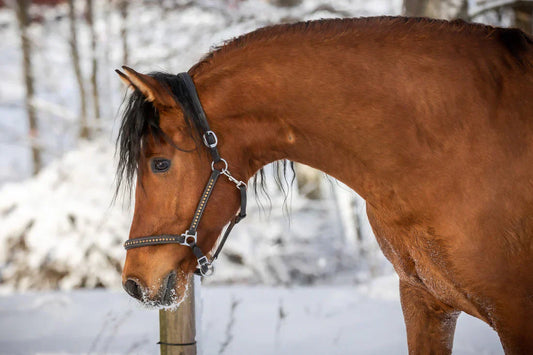Why Does a Horse Need Protein and What Should You Consider About Intake?