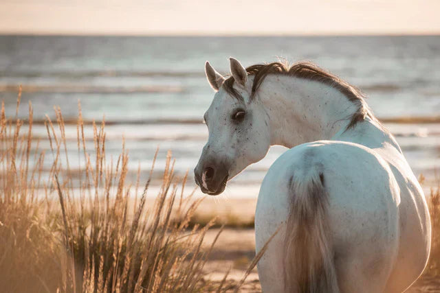 Does your horse eat sand?