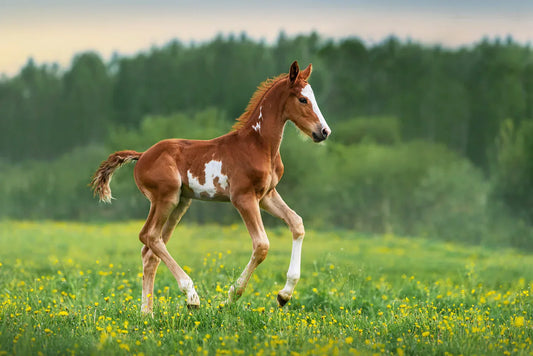 Why Is Selenium Important for Horses?