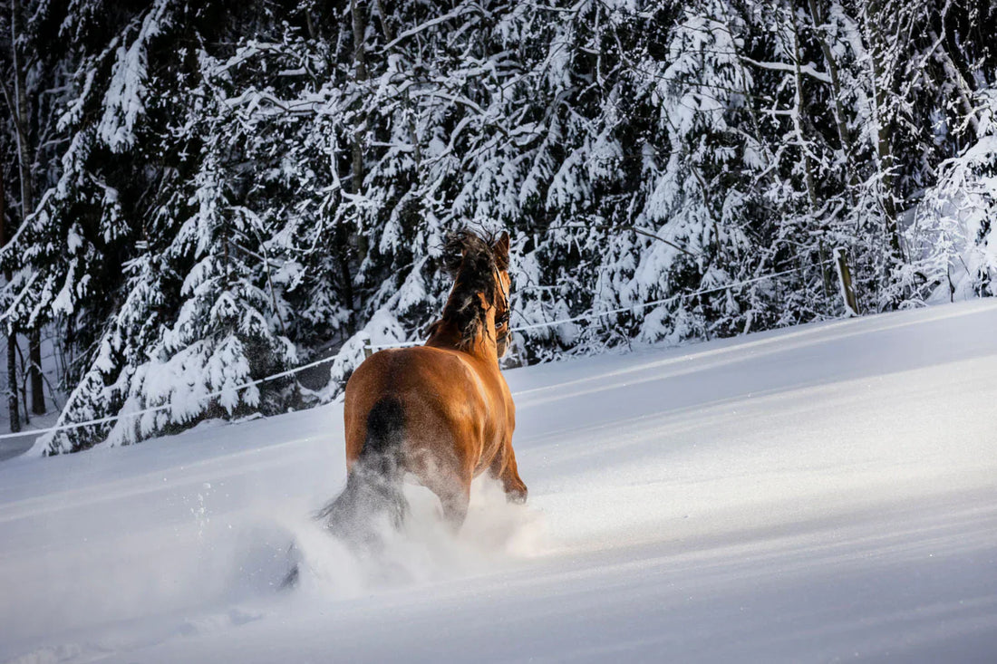 Equine Gastric Ulcers – What Every Owner Should Know