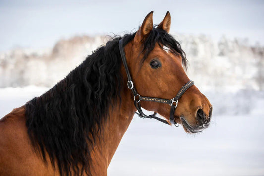 Energy Requirement Is a Defining Factor in Planning a Horse’s Diet