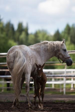 What Causes Sweet Itch in Horses, and How Should It Be Treated?