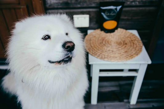 Herbs in Dogs' Feeding