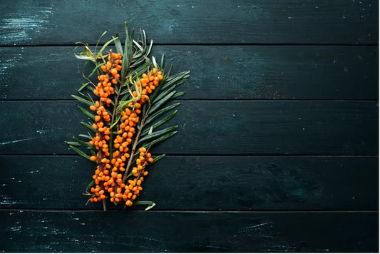 Sea Buckthorn – Nature's Power Pack for Dogs' Wellbeing