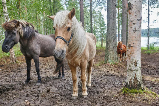 Loose Manure Troubles Many Horses During the Turnout Season