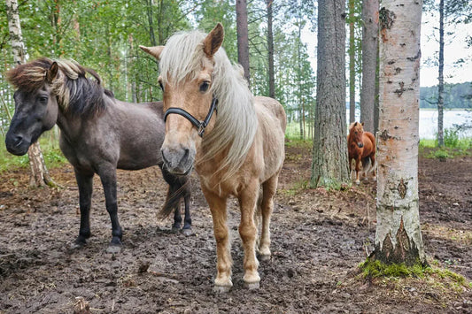 Loose Manure Troubles Many Horses During the Turnout Season