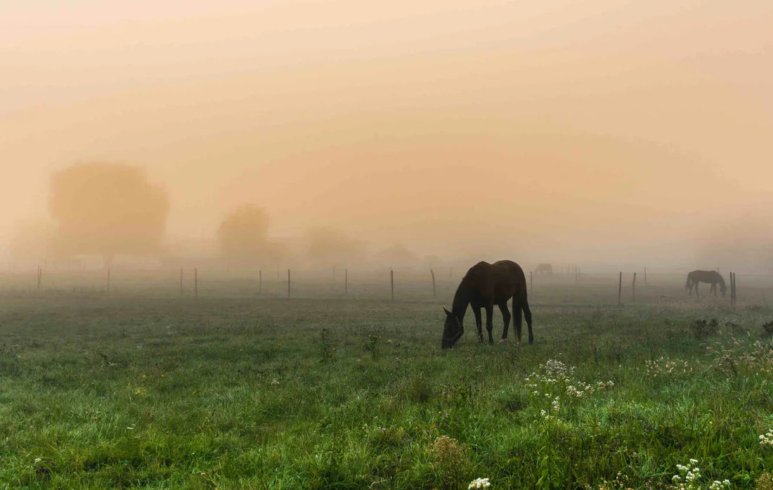 A Healthy Equine Digestive System Prevents Many Problems