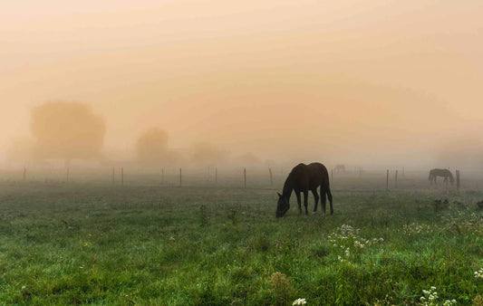 A Healthy Equine Digestive System Prevents Many Problems