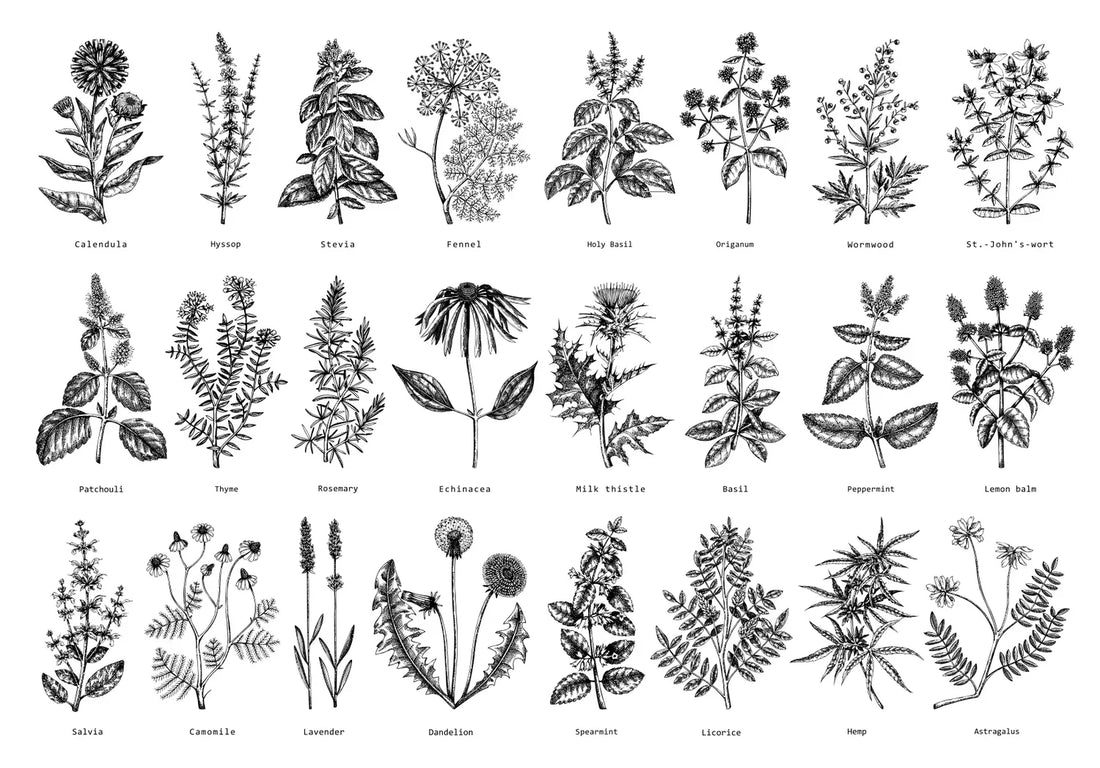 USING HERBS FOR HORSES