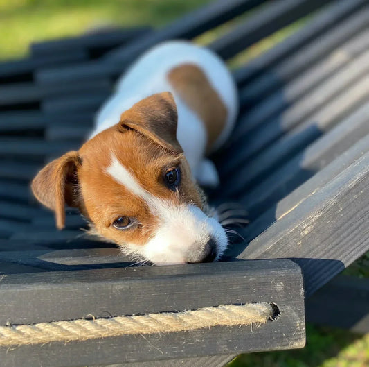 Digestive issues in dogs are common