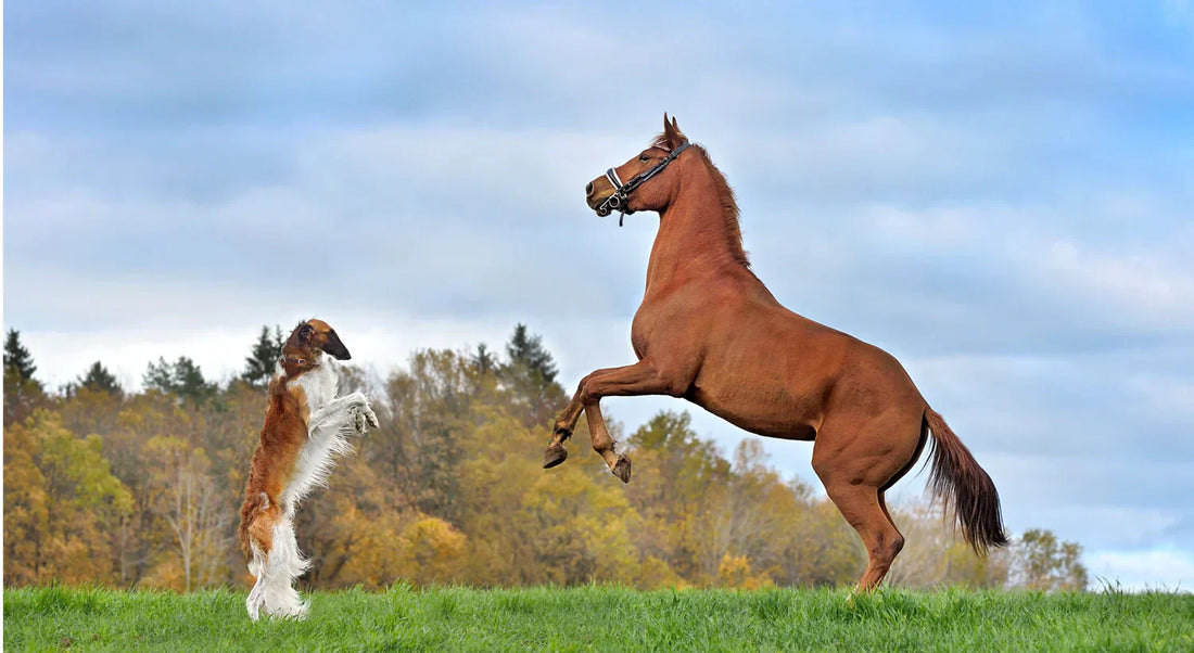 MSM is an antioxidant that can counteract tissue damage caused by intense training in horses and dogs