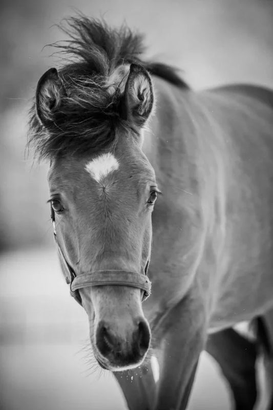 Chia Balances a Horse’s Digestion and Gut Health