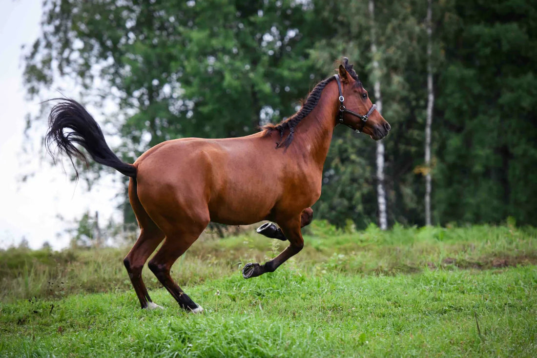 Stable air quality is essential for horse wellbeing