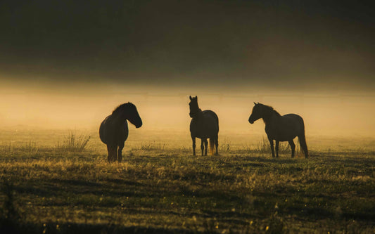 Vitamin E deficiency is not uncommon in horses – what does recent research tell us?