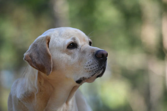 From nature: important vitamins, minerals, and trace elements for dogs