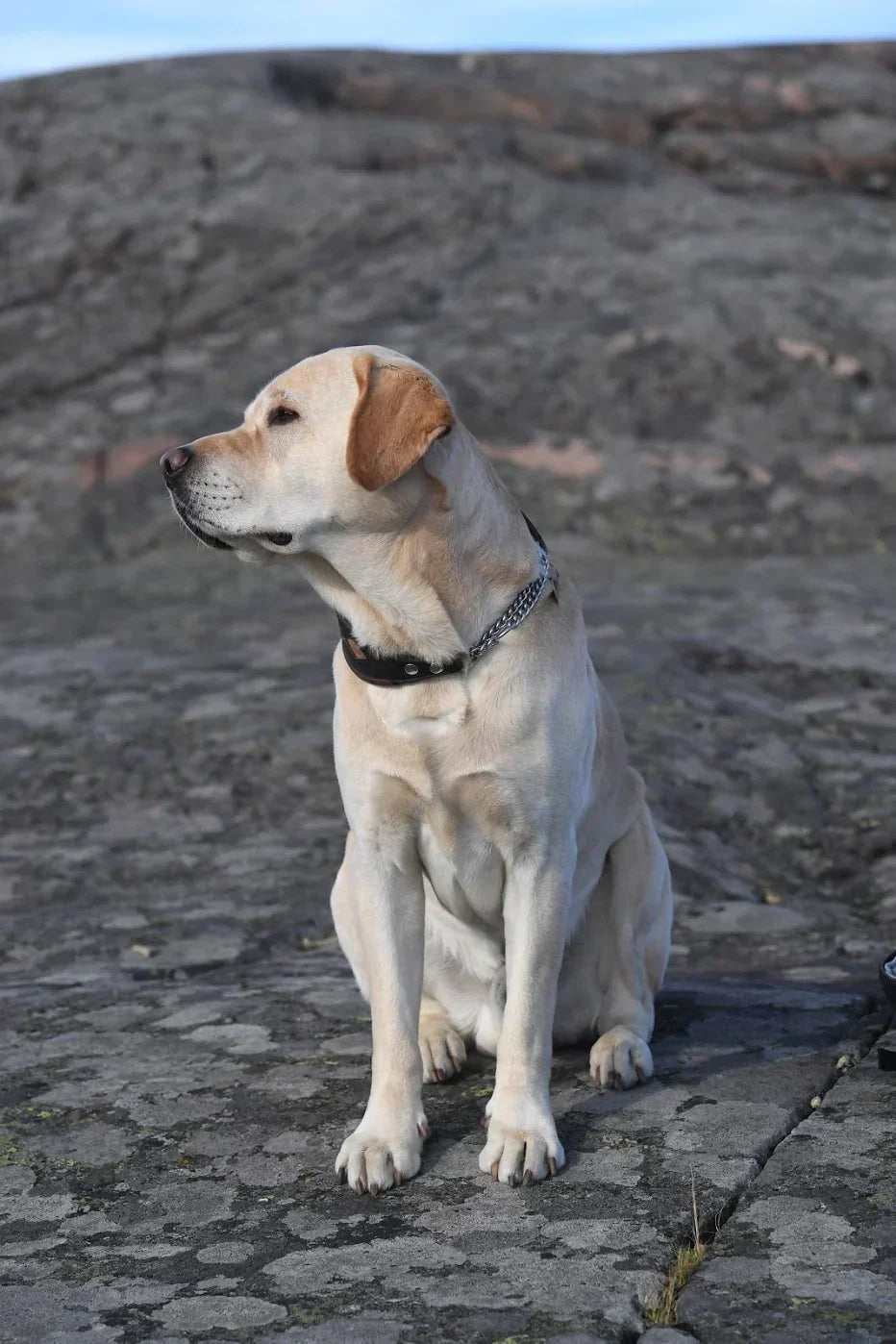 COLLAGEN PEPTIDES IN THE TREATMENT OF OSTEOARTHRITIS IN DOGS