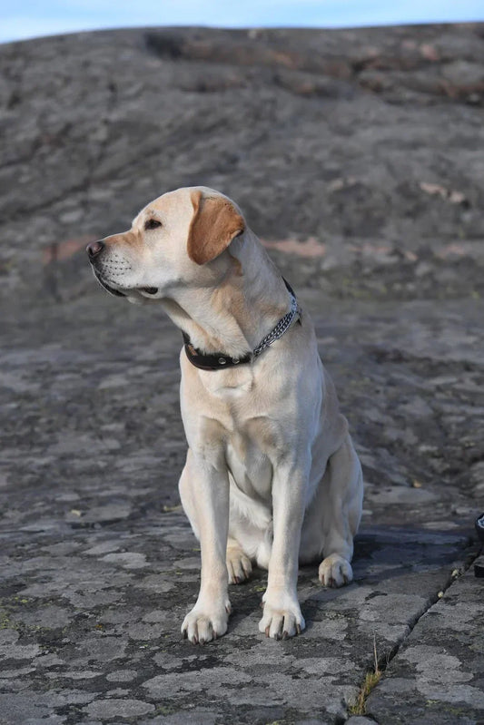 COLLAGEN PEPTIDES IN THE TREATMENT OF OSTEOARTHRITIS IN DOGS