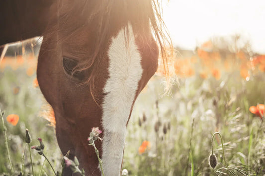 THE IMPORTANCE OF FIBER FOR EQUINE DIGESTION