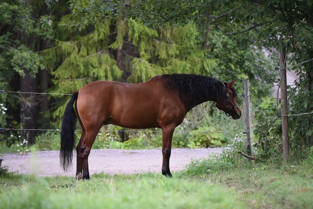 When Your Horse's Gut Needs Balance – What Should You Consider in Feeding?