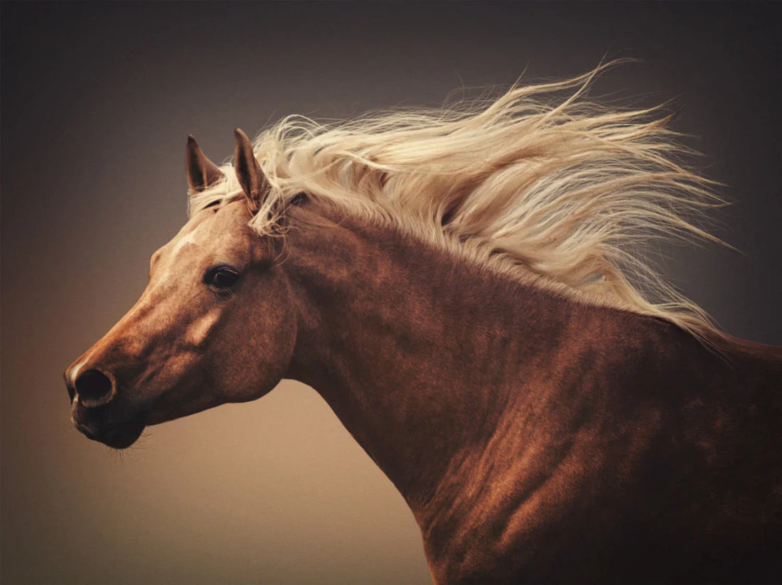 Herbs in Supporting Equine Respiratory Wellbeing
