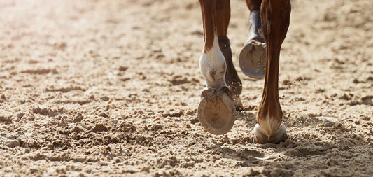A balanced diet is the key to hoof health in horses
