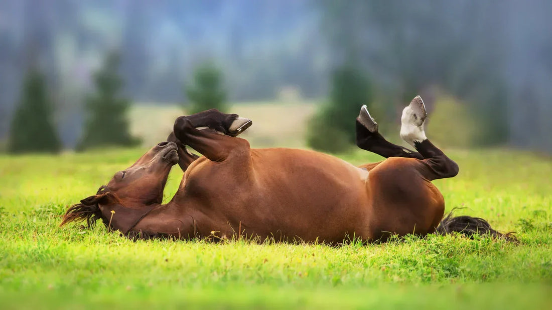 Feeding the Horse from Spring to Summer – What Should Be Considered?