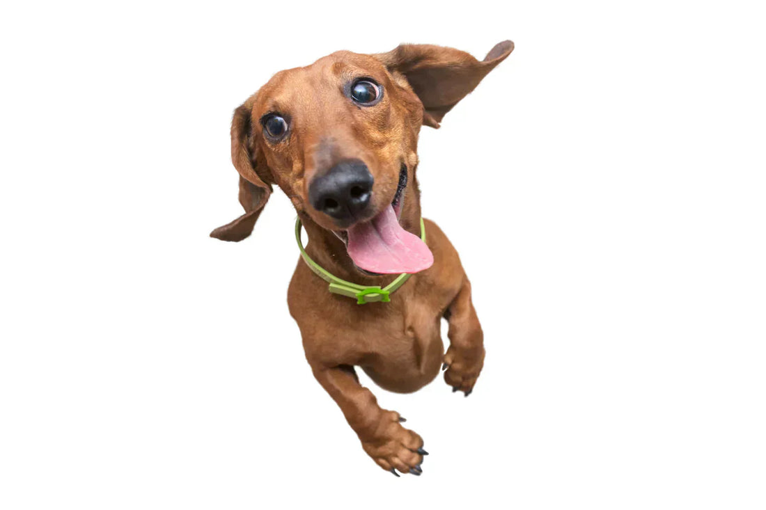 A Colourful Diet Ensures Important Polyphenols for Dogs