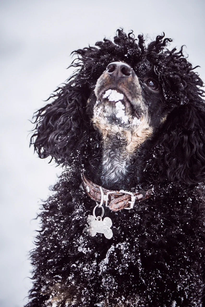 Chia seeds are also an excellent fit for dogs