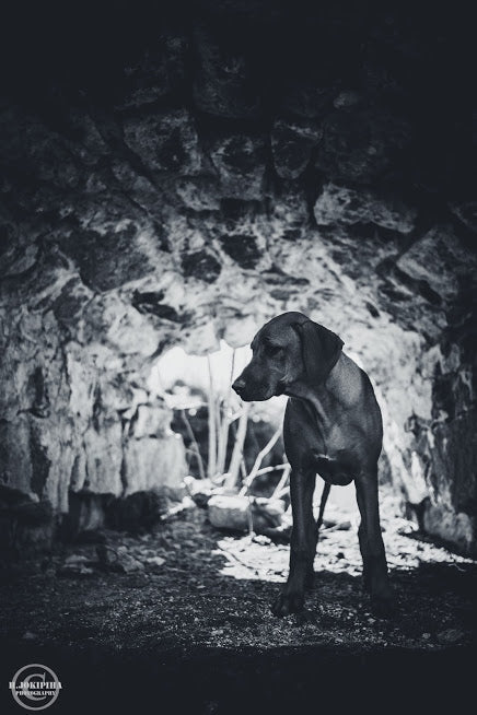 Does a Raw-Fed Dog Need Supplements?