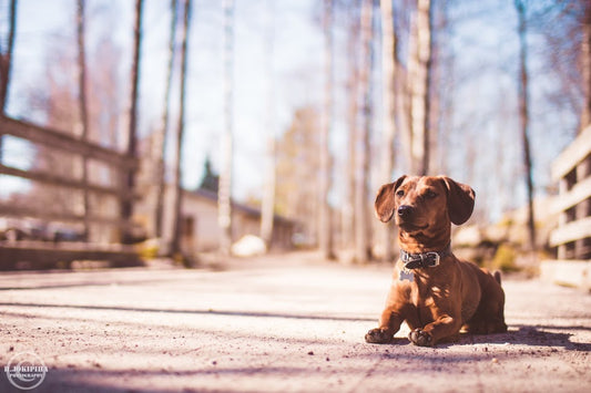 Dietary Supplements Used Alongside Raw Feeding for Dogs
