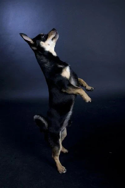 Joint problems are a common and frustrating issue for dogs