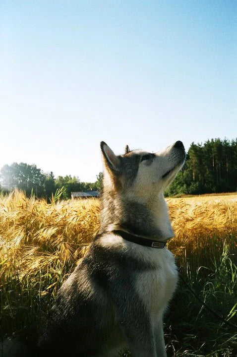 Nutrient-Rich Rosehip Supports a Dog's Joints
