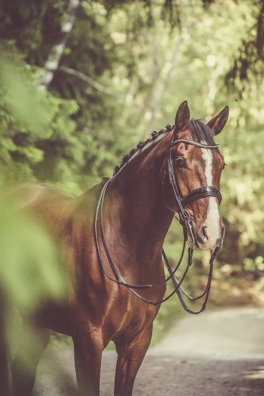 The Effects of Amino Acids on the Horse’s Body