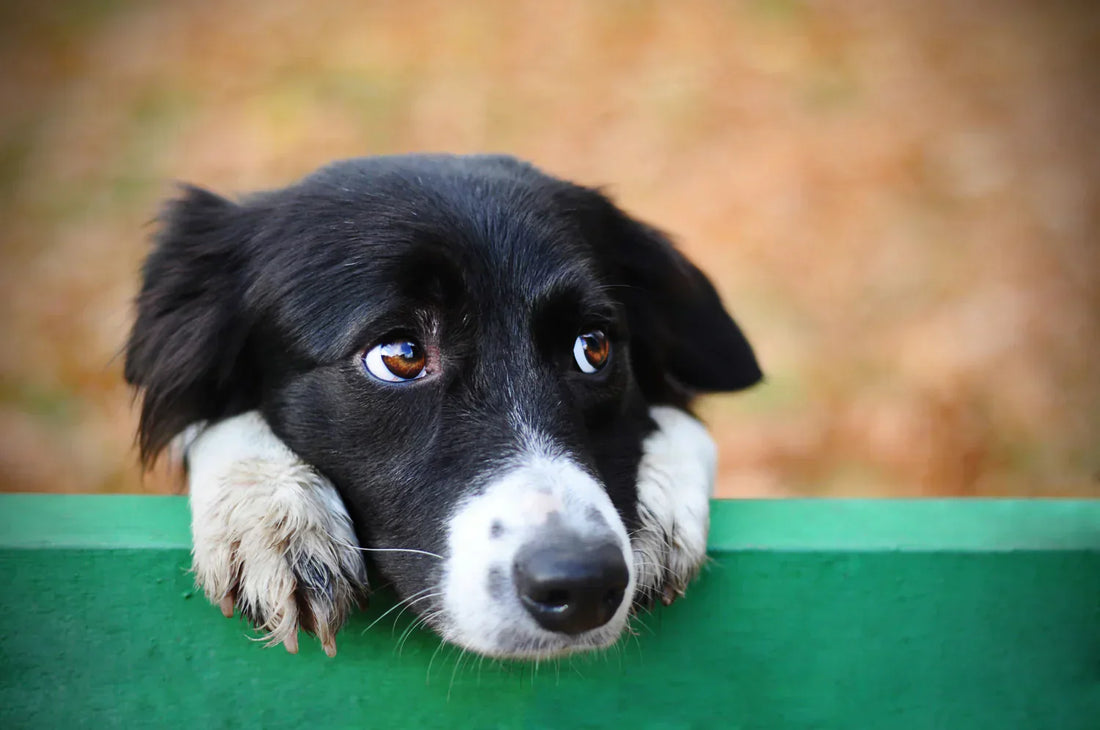 Dogs and minerals – what influences what, and why?