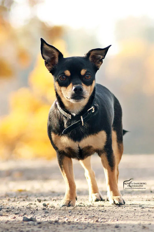 Nettle Use Study for Dogs – Benefits for the Gut and Coat