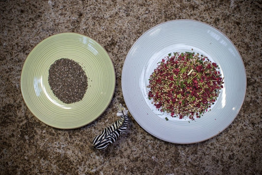 Chia Contains Plenty of Proteins That Are Important for Horses