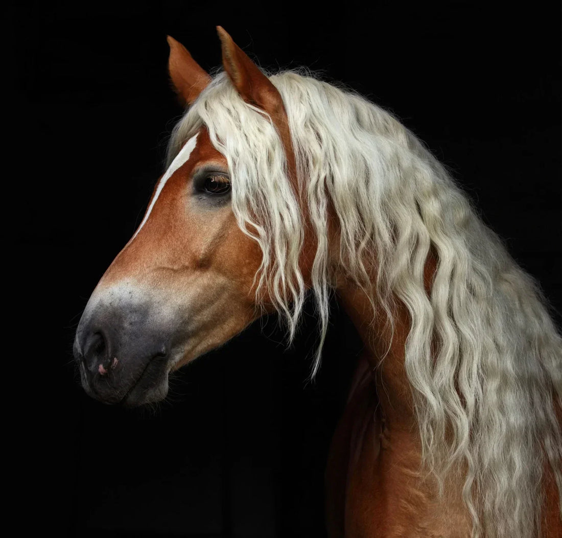 Do you know what horses need magnesium for?