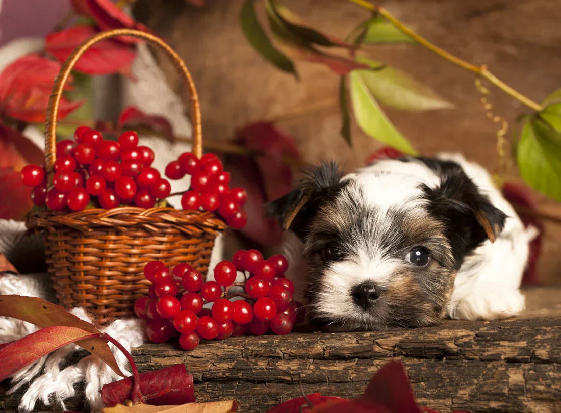 Urinary tract infections in dogs are a common issue