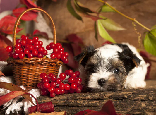 Urinary tract infections in dogs are a common issue