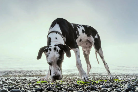 Seaweeds in dog nutrition – minerals and biological structure