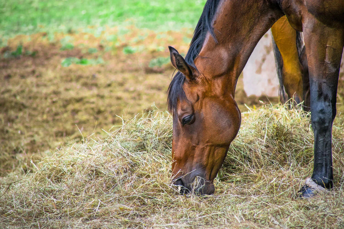 Understanding the Function of the Horse’s Large Intestine