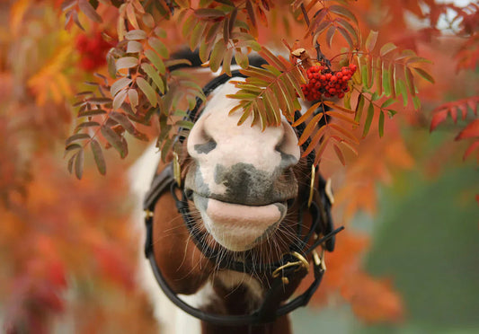 Horse vitamins: natural or industrial?