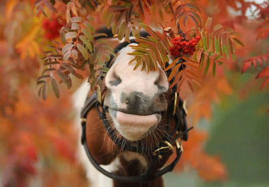 Horse vitamins: natural or industrial?