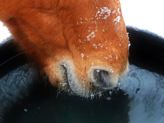 How to Ensure Your Horse Drinks Enough in Winter Too?