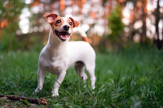 Vitamin E supports dogs' skin wellbeing and the treatment of skin problems