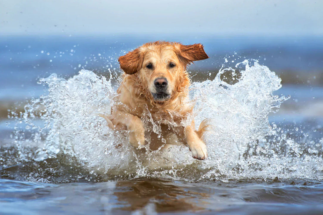 HOT SPOT is an annoying and painful skin infection in dogs