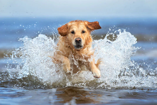 HOT SPOT is an annoying and painful skin infection in dogs